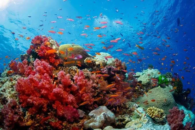 Soft corals and orange anthias swarming a reef in the Namena Marine Reserve