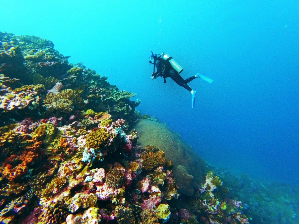 A scuba diver drifting over the colourful coral wall of the Great Astrolabe Reef