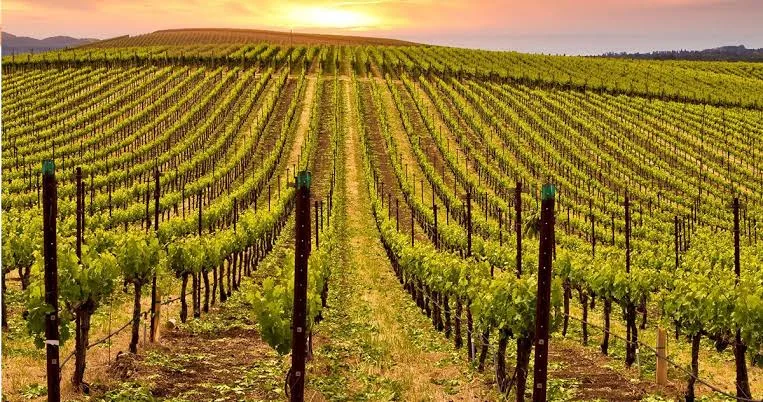 Rows of vines glowing at sunset at Domaine des Ouled Thaleb