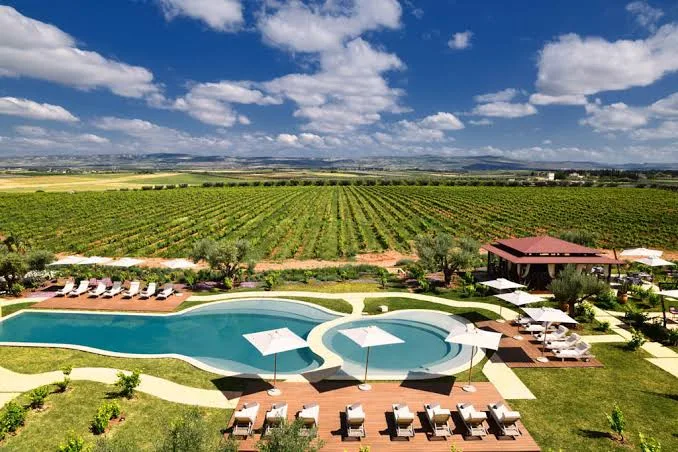 A pool and sun loungers overlooking the vineyards of Château Roslane